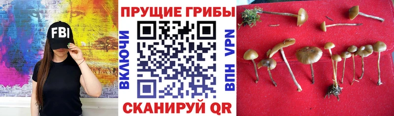 Галлюциногенные грибы Psilocybe Горняк